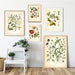 "Dahlia" Vintage Botanical Prints Canvas Collection  BO-HA   