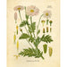 "Orvokki" Vintage Botanical Prints Canvas Collection  BO-HA   